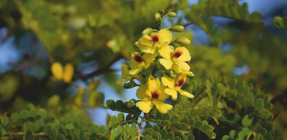The blossom of the Pau-Brasil tree.