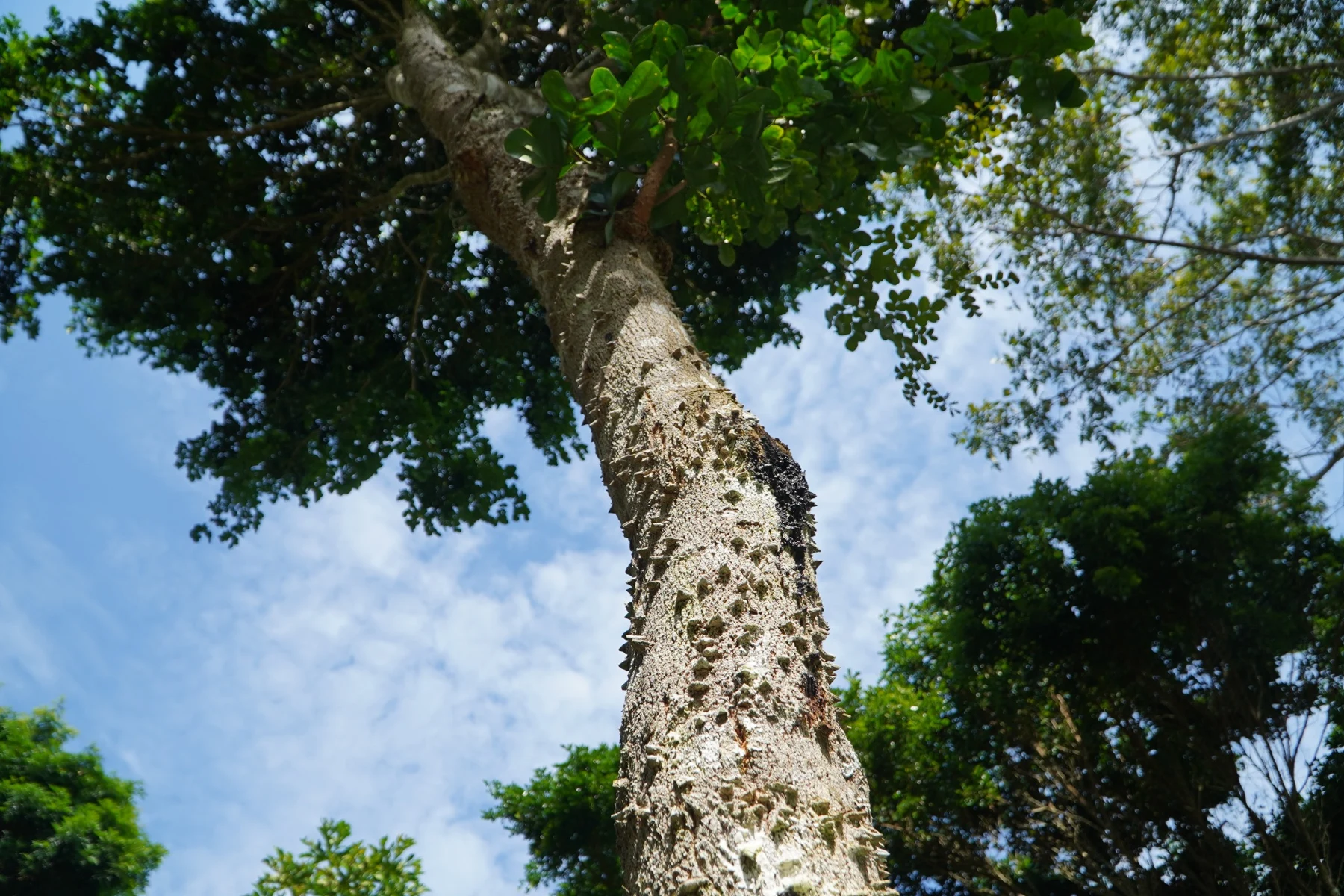 Pernambuco tree (Paubrasilia echinata).