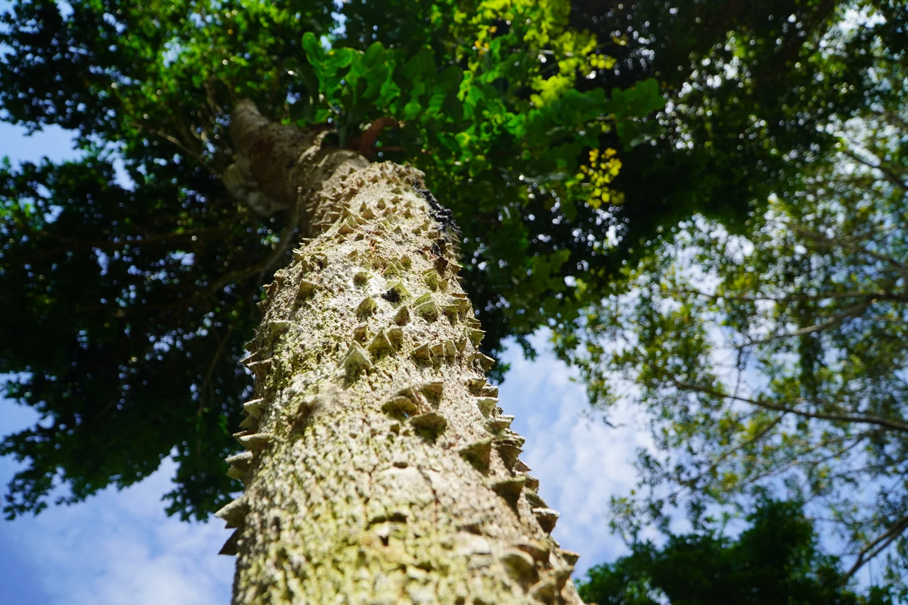 Pernambuco tree (Paubrasilia echinata).
