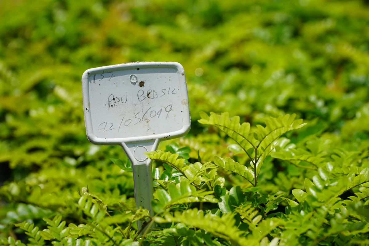 Young pernambuco seedlings beside a label reading “Pau Brasil”.