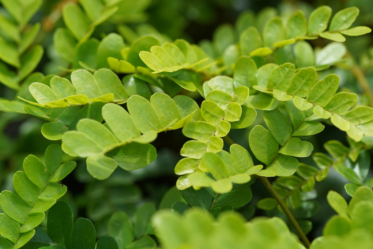 Close-up of the green compound leaves of young pernambuco seedlings.