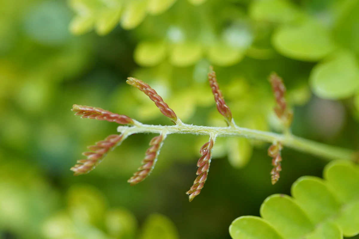 Fresh reddish leaf growth on a pernambuco seedling.