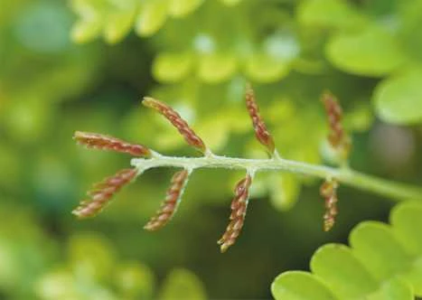 A newly sprouted Pau-Brasil shoot, only a few hours old.