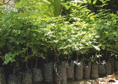 Pau-Brasil seedlings.